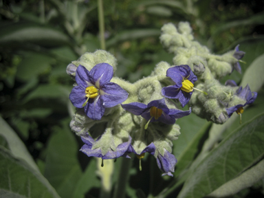 APII jpeg image of Solanum mauritianum  © contact APII