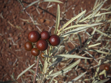 APII jpeg image of Solanum sturtianum  © contact APII