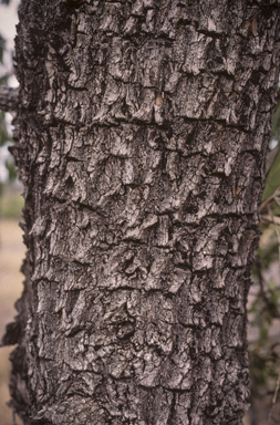 APII jpeg image of Terminalia oblongata  © contact APII