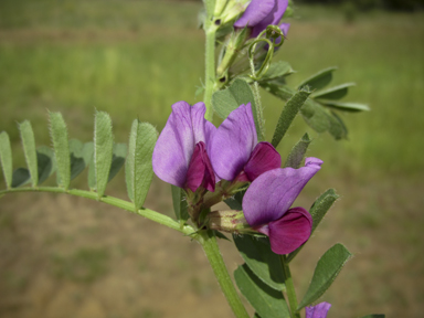 APII jpeg image of Vicia sativa  © contact APII