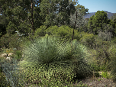 APII jpeg image of Xanthorrhoea glauca subsp. angustifolia  © contact APII