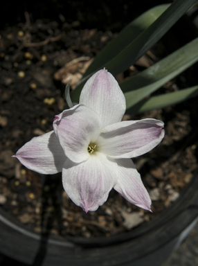 APII jpeg image of Hippeastrum drummondii  © contact APII