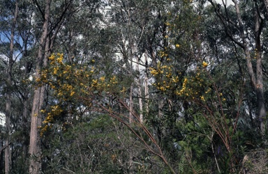 APII jpeg image of Oxylobium arborescens  © contact APII