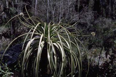 APII jpeg image of Dasypogon hookeri  © contact APII