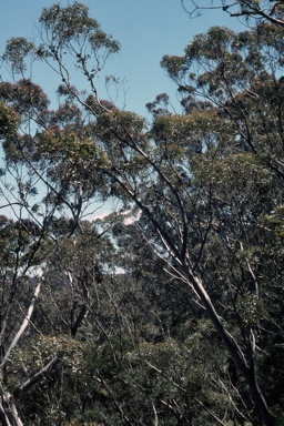 APII jpeg image of Eucalyptus olsenii  © contact APII