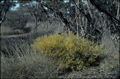 APII jpeg image of Acacia rigens  © contact APII