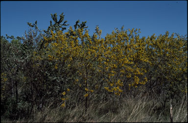 APII jpeg image of Acacia stipuligera  © contact APII