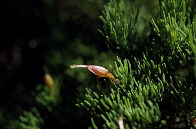 APII jpeg image of Eremophila subteretifolia  © contact APII