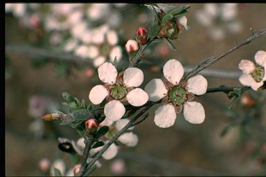 APII jpeg image of Leptospermum multicaule  © contact APII