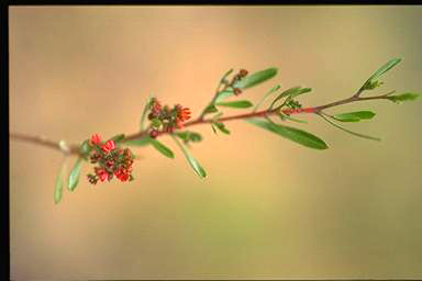 APII jpeg image of Dodonaea viscosa subsp. spathulata ssp. cuneata interg  © contact APII