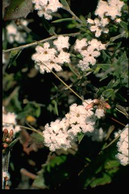 APII jpeg image of Leucopogon microphyllus var. pilibundus  © contact APII