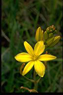 Bulbine bulbosa - click for larger image