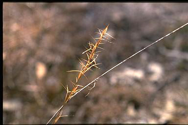 APII jpeg image of Aristida ramosa  © contact APII