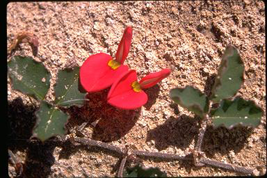 APII jpeg image of Kennedia prostrata  © contact APII