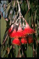 Eucalyptus caesia - click for larger image