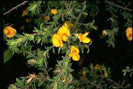 Pultenaea villosa - click for larger image