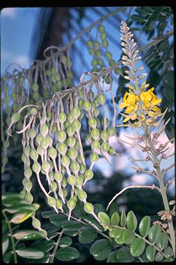 APII jpeg image of Sophora tomentosa  © contact APII