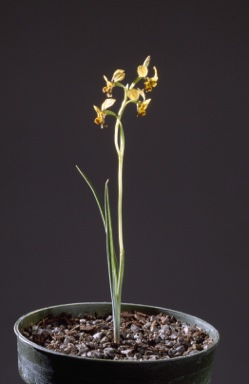 APII jpeg image of Diuris goonooensis  © contact APII