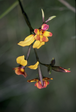 APII jpeg image of Diuris magnifica  © contact APII