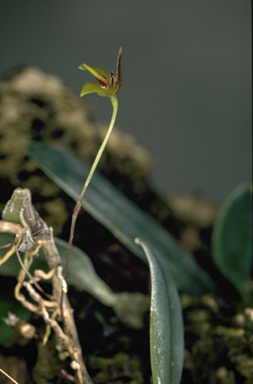 APII jpeg image of Serpenticaulis whitei  © contact APII