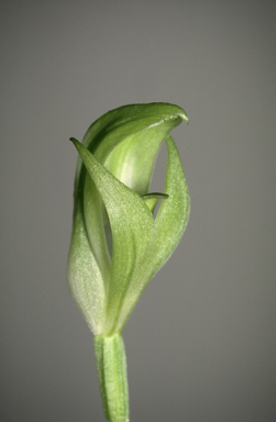 APII jpeg image of Pterostylis hildae  © contact APII