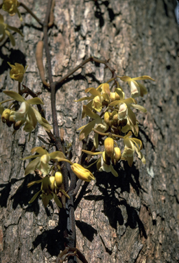 APII jpeg image of Erythrorchis cassythoides  © contact APII