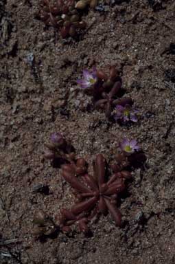 APII jpeg image of Calandrinia stagnensis  © contact APII