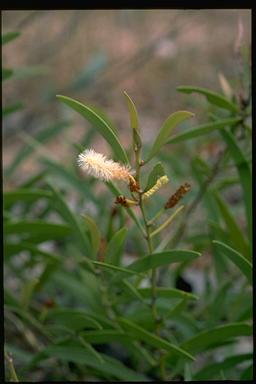 APII jpeg image of Acacia calyculata  © contact APII