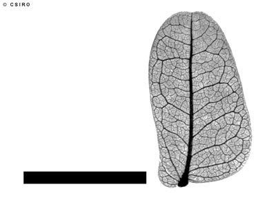 APII jpeg image of Peltophorum pterocarpum  © contact APII