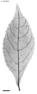 APII jpeg image of Alchornea thozetiana  © contact APII