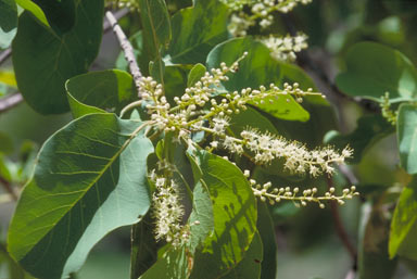 APII jpeg image of Terminalia aridicola subsp. chillagoensis  © contact APII