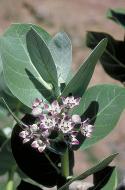 APII jpeg image of Calotropis procera  © contact APII