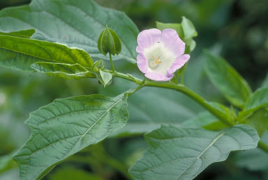 APII jpeg image of Nicandra physalodes  © contact APII