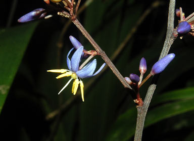 APII jpeg image of Dianella atraxis  © contact APII