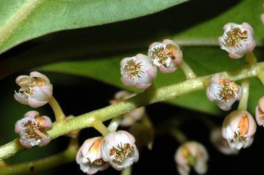 APII jpeg image of Elaeocarpus sp. Mossman Bluff (D.G.Fell 1666)  © contact APII