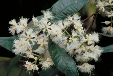 APII jpeg image of Syzygium cryptophlebium  © contact APII