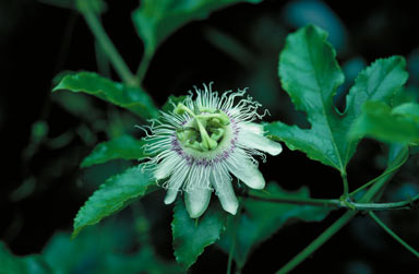 APII jpeg image of Passiflora edulis  © contact APII