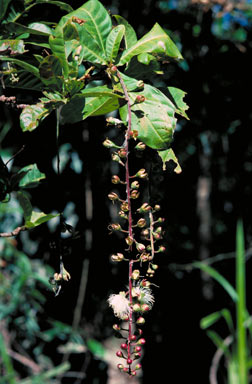 APII jpeg image of Barringtonia racemosa  © contact APII