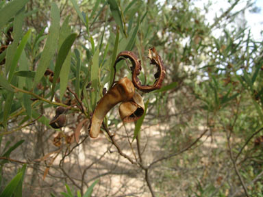 APII jpeg image of Acacia cyclops  © contact APII