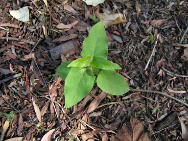 APII jpeg image of Araujia sericifera  © contact APII