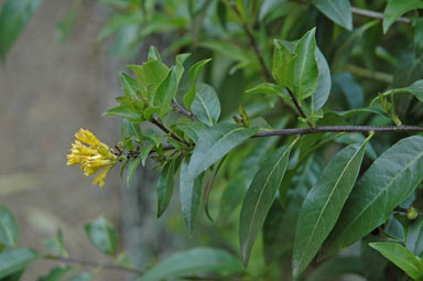 APII jpeg image of Cestrum parqui  © contact APII