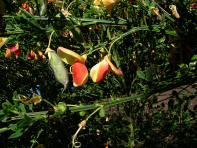 APII jpeg image of Cytisus scoparius  © contact APII