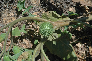 APII jpeg image of Datura inoxia  © contact APII