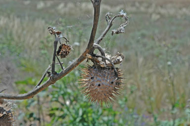 APII jpeg image of Datura inoxia  © contact APII