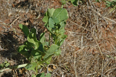 APII jpeg image of Rumex hypogaeus  © contact APII