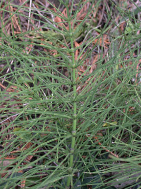 APII jpeg image of Equisetum arvense  © contact APII