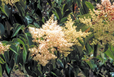 APII jpeg image of Ligustrum lucidum  © contact APII