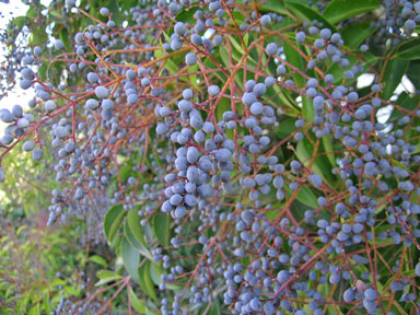 APII jpeg image of Ligustrum lucidum  © contact APII