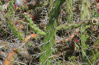 APII jpeg image of Opuntia aurantiaca  © contact APII