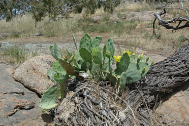 APII jpeg image of Opuntia stricta  © contact APII